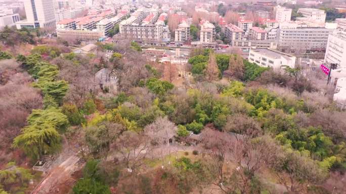 南京古林公园春日樱花百花盛开的春天