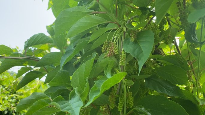 原创五味子中药种植基地