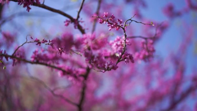 一枝红花 红色花朵 唯美 春天 花树