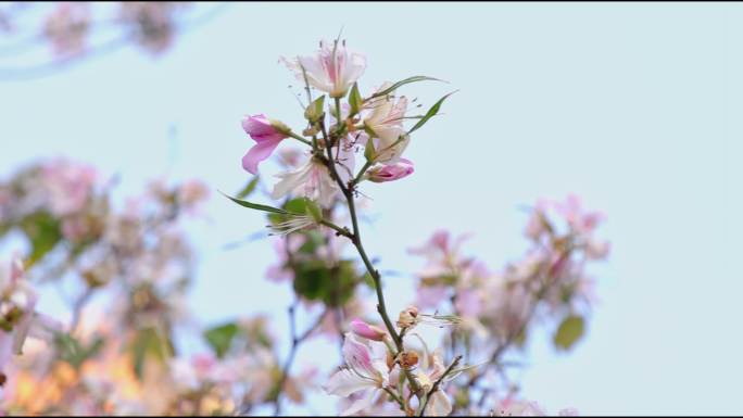 自然公园美丽紫荆花开