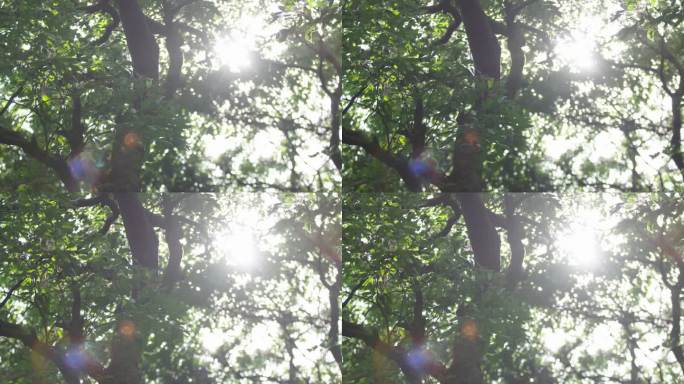 Z阳光透过树叶2
