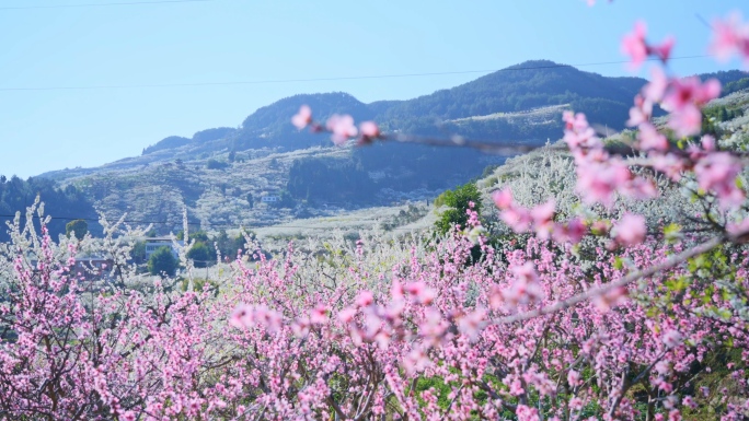 【原创】实拍春天桃花李花开花唯美风景