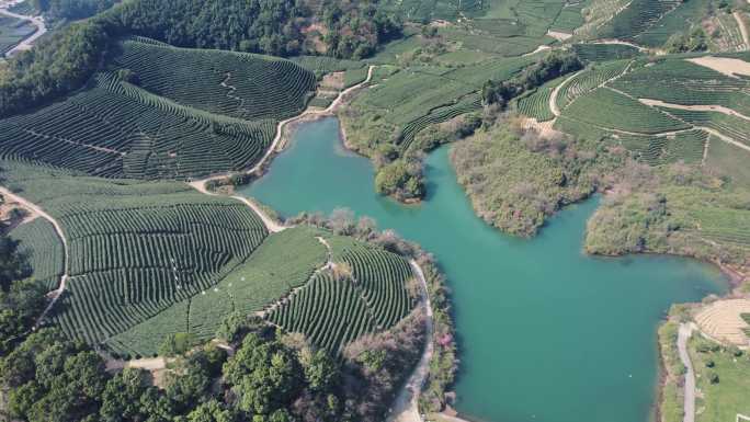 龙坞茶园 光明寺水库 茶山