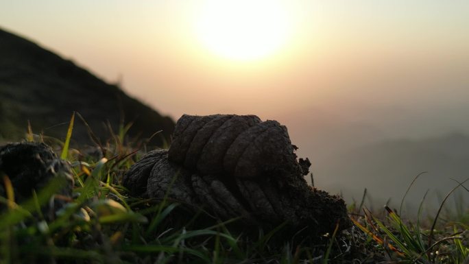 高山风干牛粪天然养料