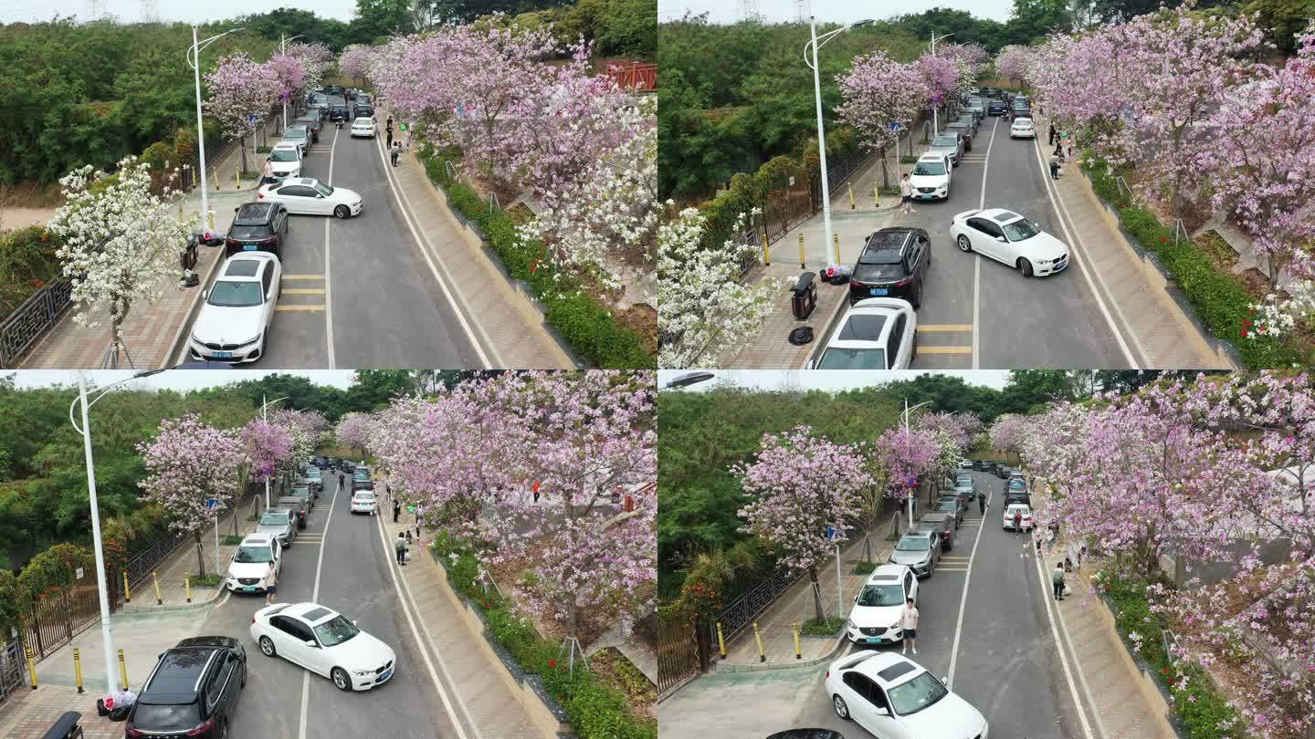 深圳市行道树