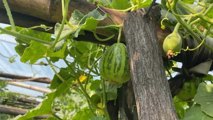 原创香瓜种植大棚采摘收获