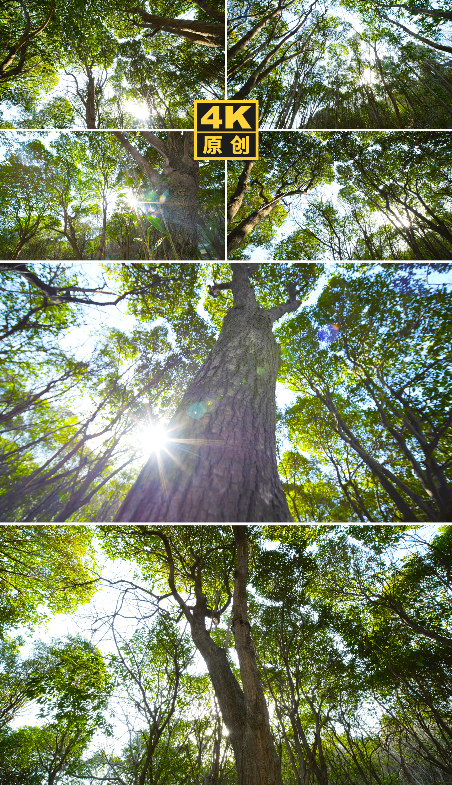 大自然森林阳光照进树林