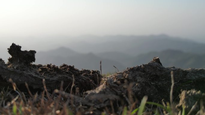 山顶风干的牛屎