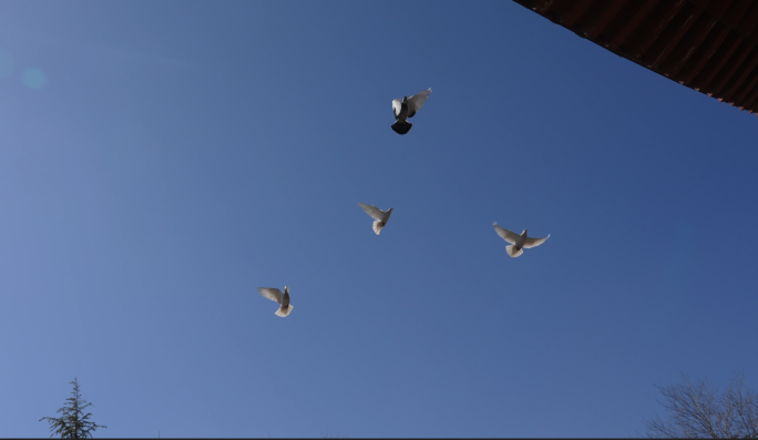 蓝天白鸽鸽子飞翔动物鸟类和平鸟儿归巢