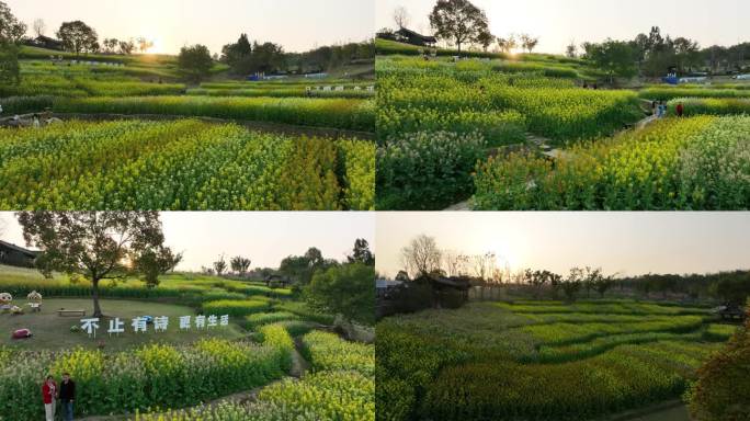 重庆五彩油菜花海