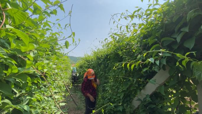 原创五味子中药种植基地