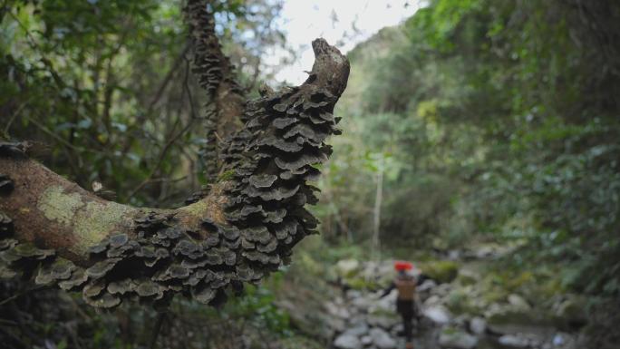 大山采药人