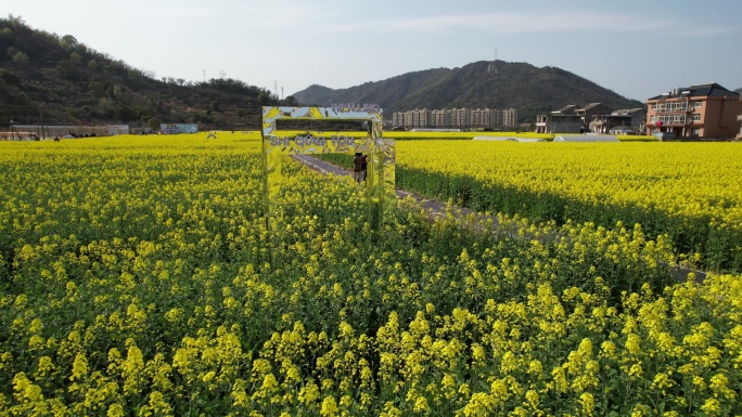 温岭石桥头油菜花视频素材DJI_0495