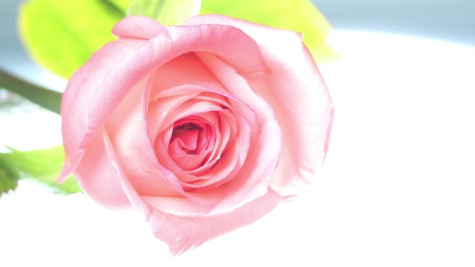 玫瑰花 粉色 创意拍 红粉佳人 玲珑剔透