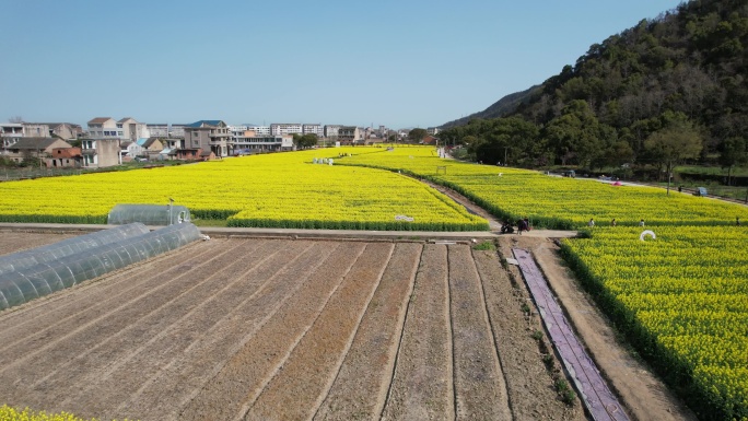 温岭石桥头油菜花视频素材DJI_0479