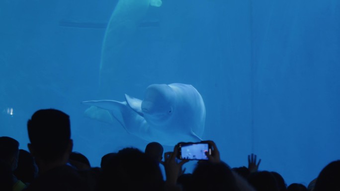 海洋馆用手机拍照看白鲸表演的观众