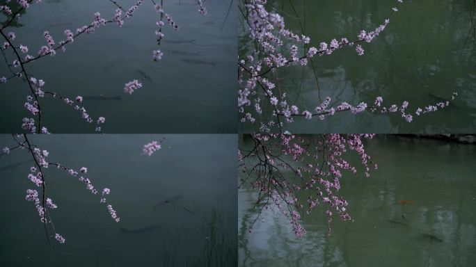桃花绽放鱼儿戏水春天的节奏