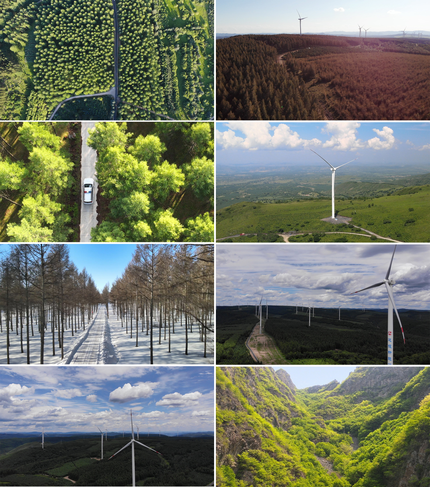 新能源 森林 绿色