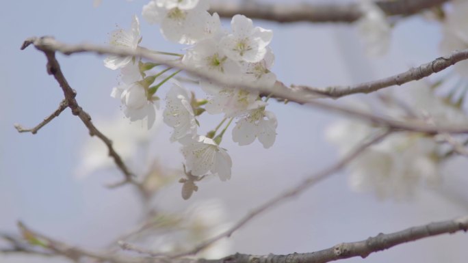 春季花期