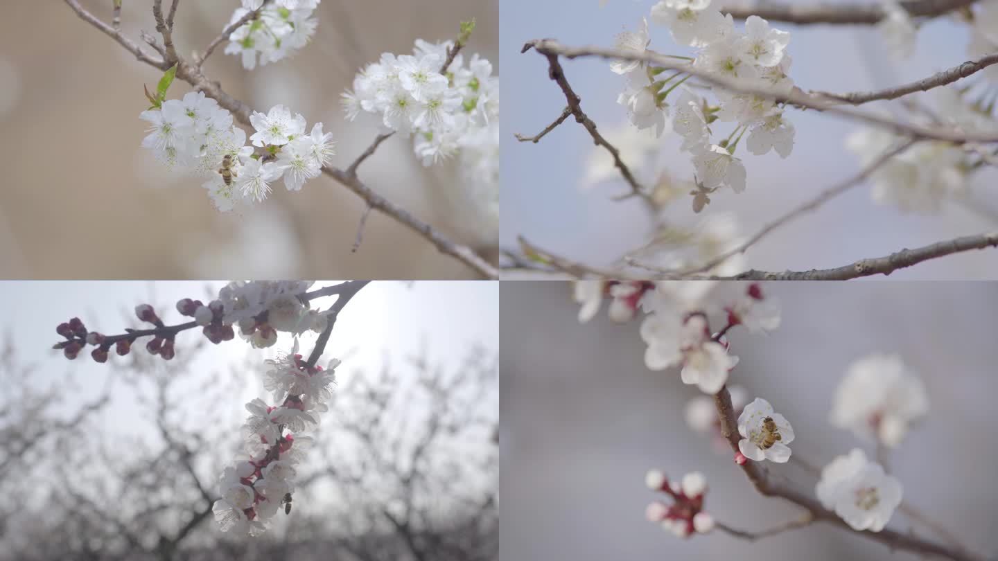 春季花期