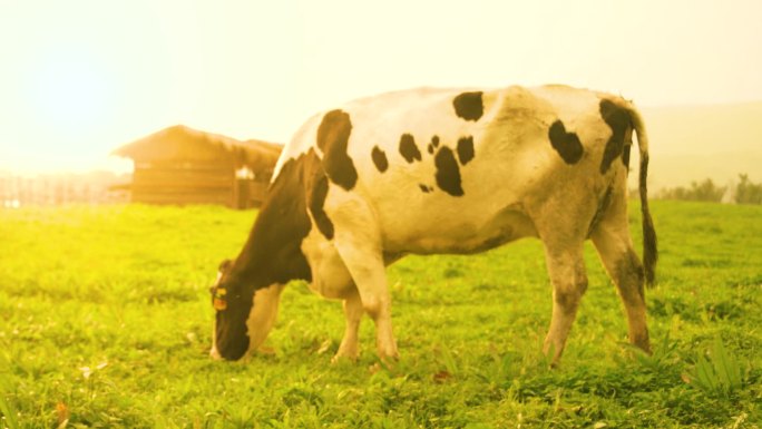 牧场奶牛奶源产地草地草场