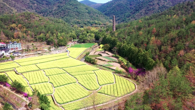 浙江天台的国清寺油菜花田