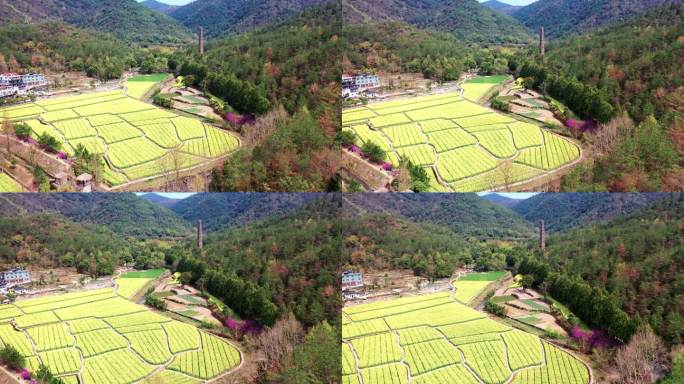 浙江天台的国清寺油菜花田