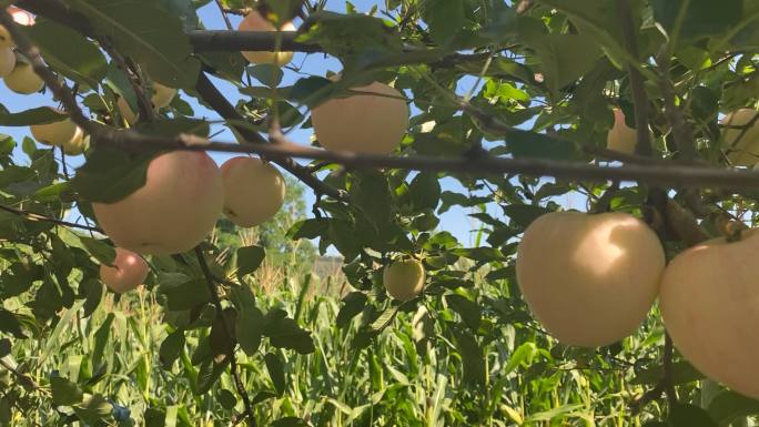 原创苹果种植收获秋季