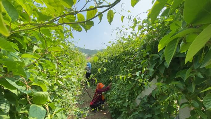 原创五味子中药种植基地