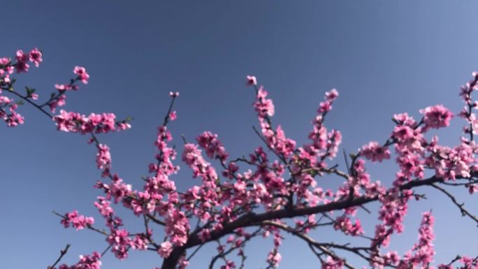 春天到了蓝天和桃花相映衬