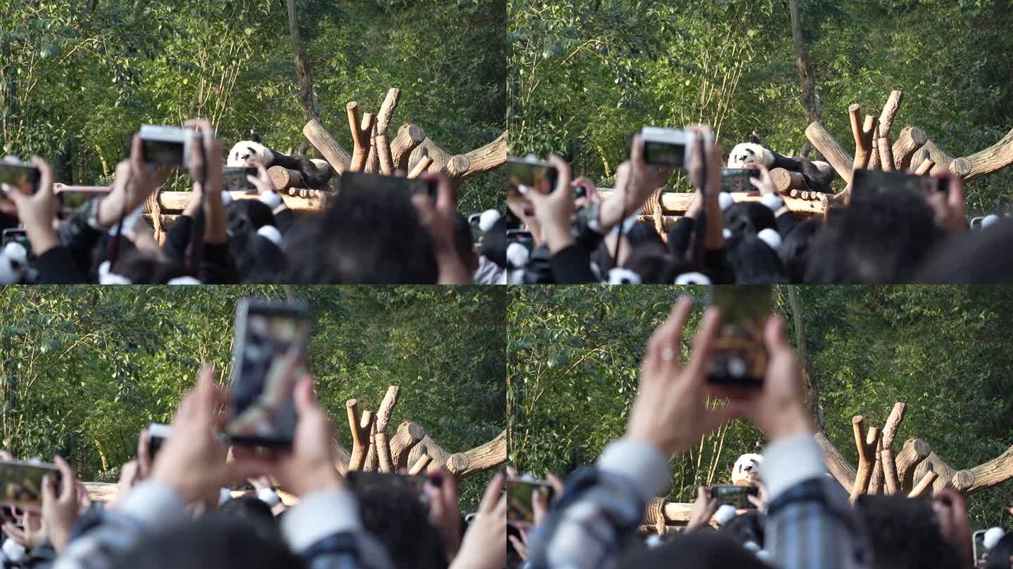 成都大熊猫基地游客用手机记录熊猫玩耍场景