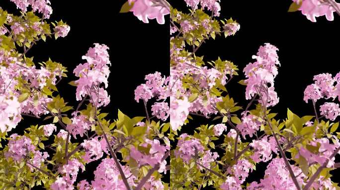 三维程序化制作花树带透明通道