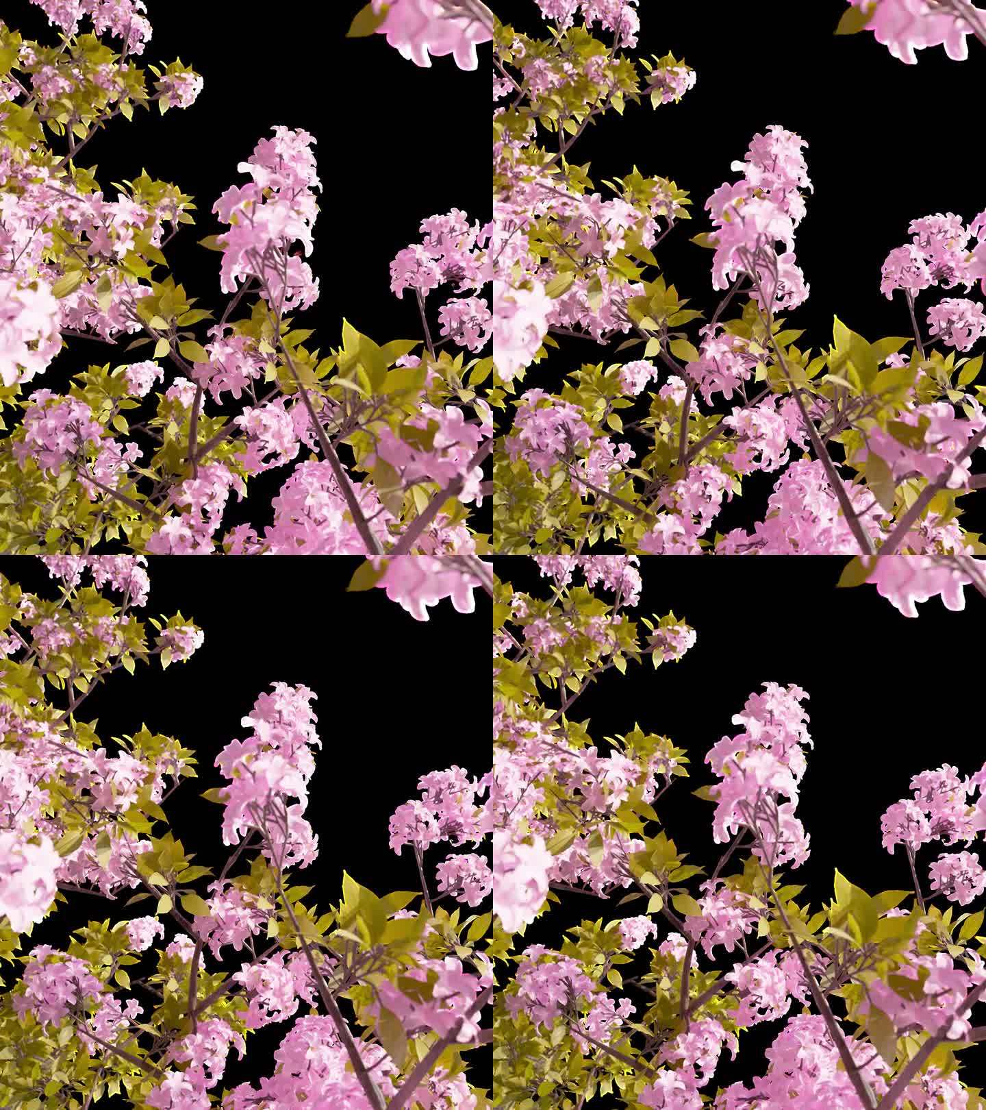 三维程序化制作花树带透明通道