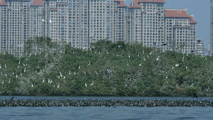 厦门园博苑白鹭苍鹭栖息地鹭岛鸬鹚漂流觅食