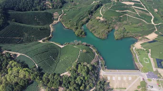 龙坞茶园 光明寺水库 茶山