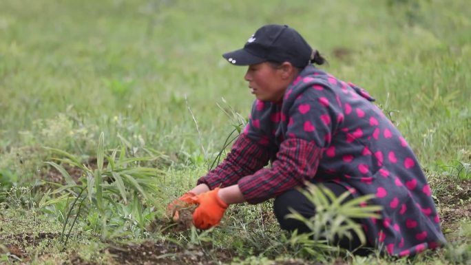 黄精种植中药材保健品高清