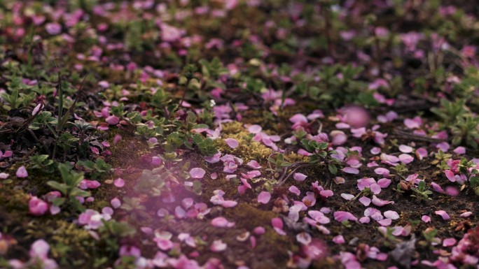 梅花 落花 红梅花瓣