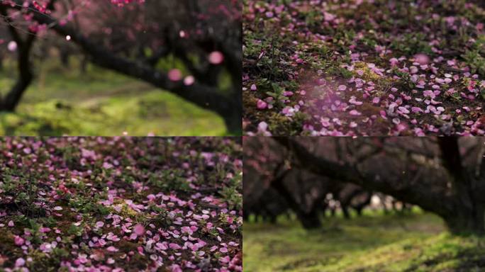 梅花 落花 红梅花瓣