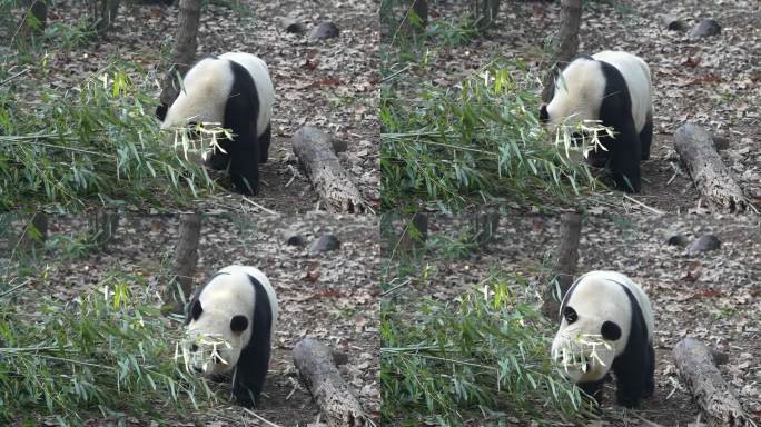 成都熊猫基地熊猫吃竹子场景