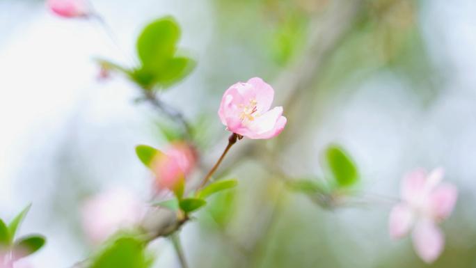 海棠花