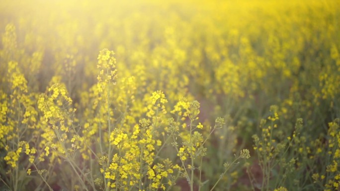 油菜花 有机菜籽花 航拍油菜花 乡愁