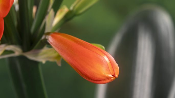 君子兰花开延时合集