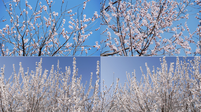 清新亮眼的春天-多角度盛开的山桃花