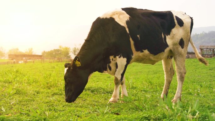 阳光下的牧场奶牛吃草