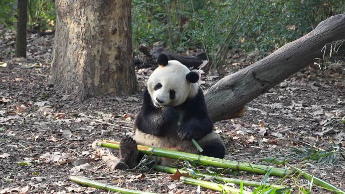 成都熊猫基地熊猫吃竹子场景