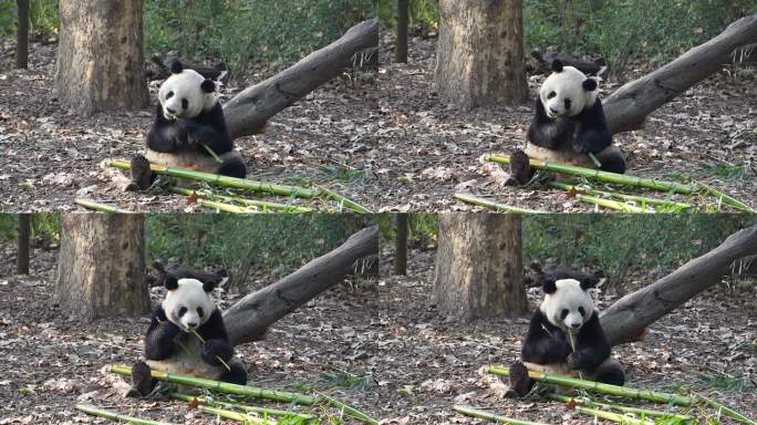 成都熊猫基地熊猫吃竹子场景
