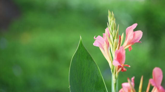 美人蕉特写