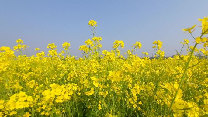 油菜花实拍，春天油菜花