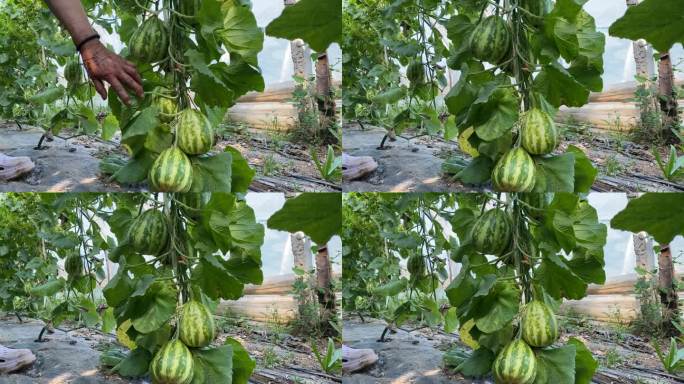 原创香瓜种植大棚采摘收获