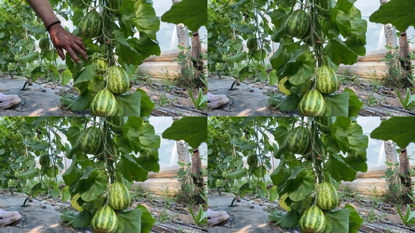 原创香瓜种植大棚采摘收获